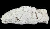Agatized Fossil Coral Geode - Florida #66845-1